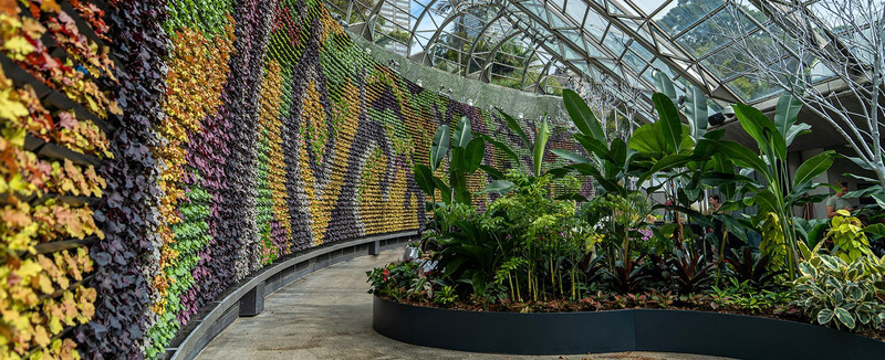 A Living Wall in the Royal Botanic Garden
