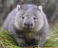 Is this cute or what - Wombat poses for camera 