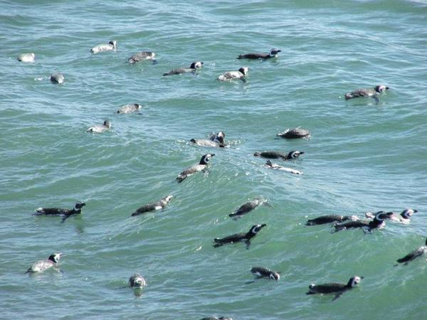 Penguins having a dip
