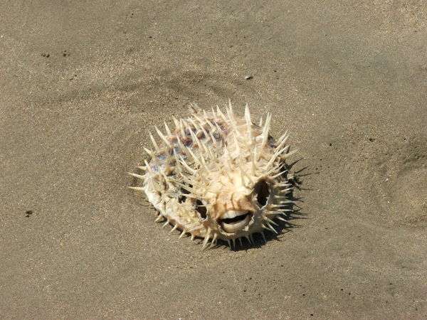 Washed-up Puffer fish