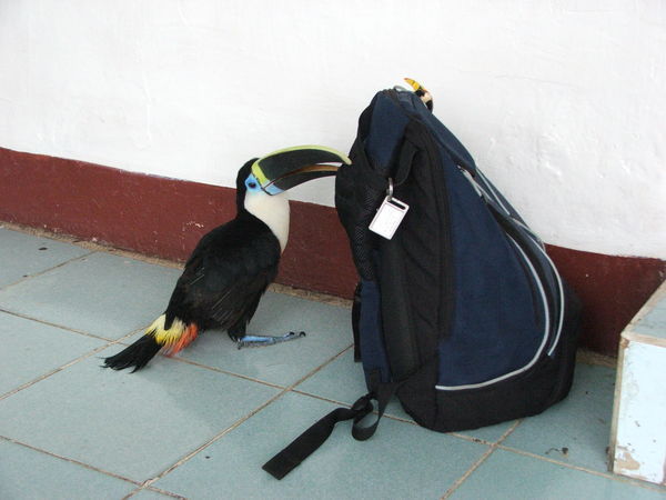 Toucan attacks bag