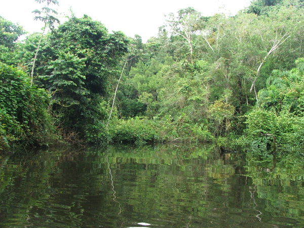Jungle by canoe II
