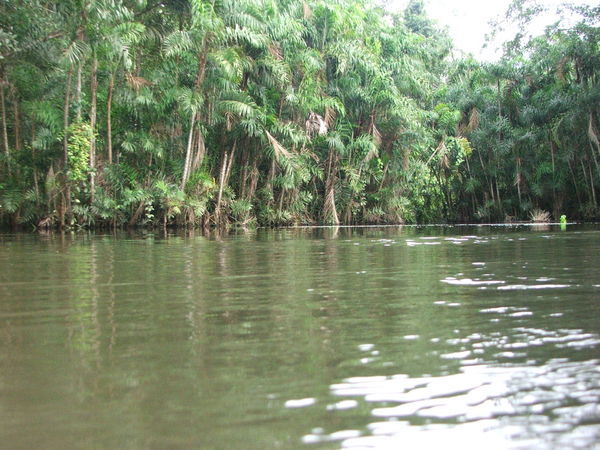 Jungle by canoe III