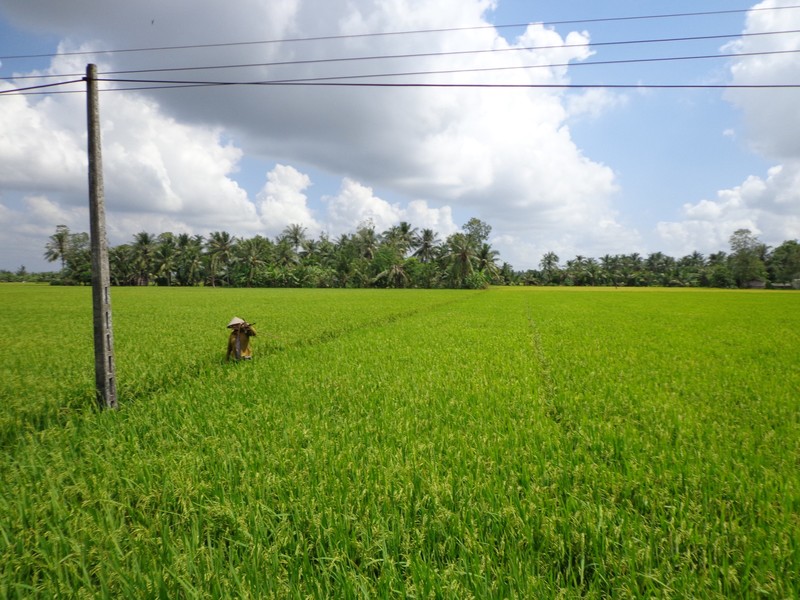 Viet Farmer Walking in Rice Paddy
