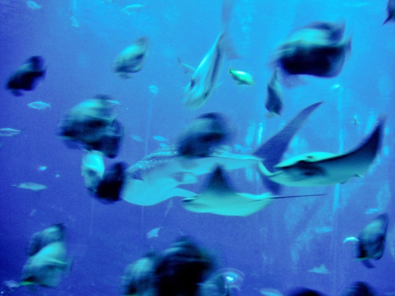 Ga Aquarium 8