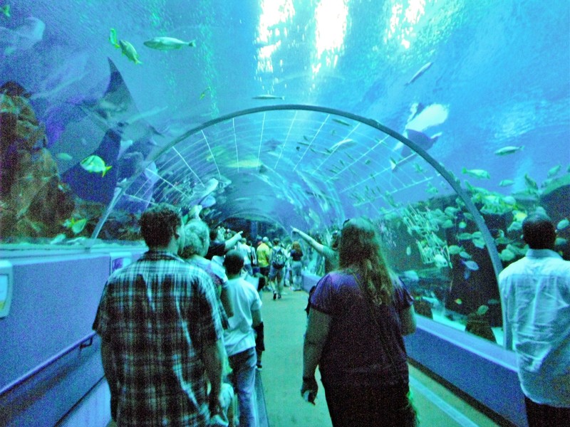 Ga Aquarium 6