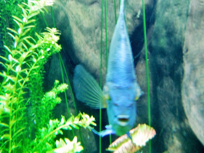 Ga Aquarium 4