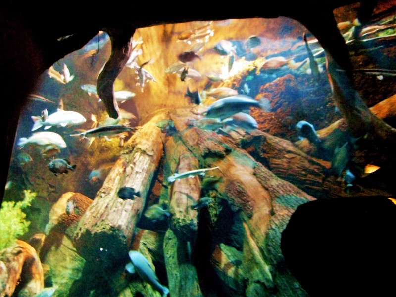 Ga Aquarium 3