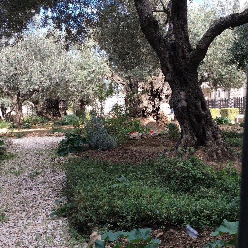 Im Garten Gethsemane die ältesten Ölbäume