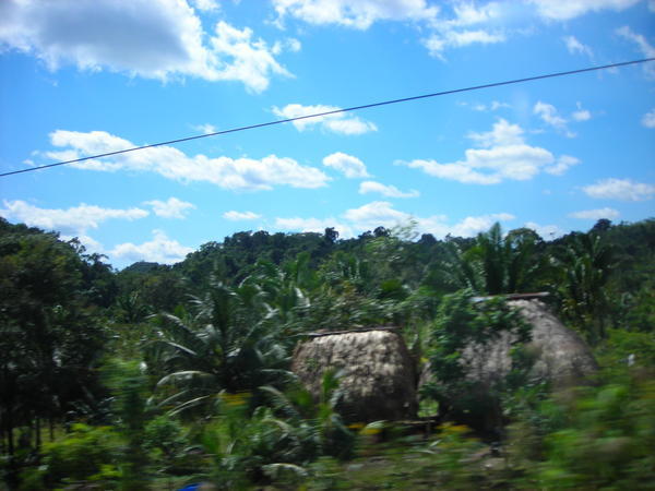 Palm huts