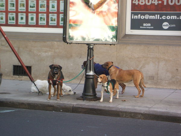 Dogs in Buenos Aires waiting for their walk