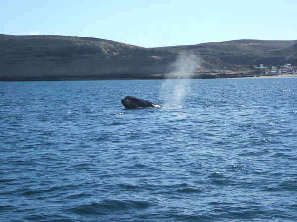 Whale watching of the coast of Argentina