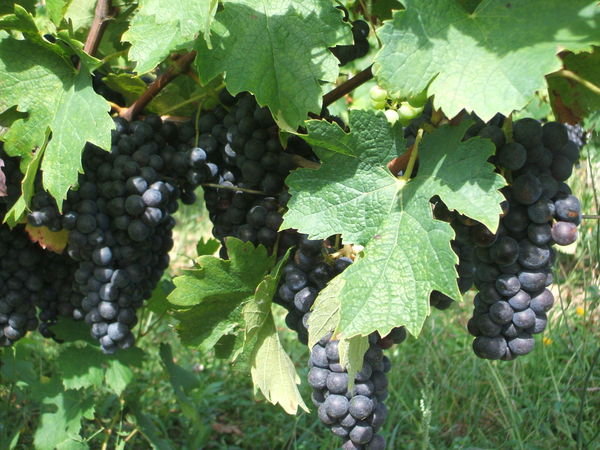 Yummy red wine grapes in Bordeaux