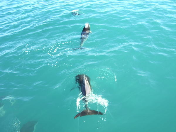 More Dolphins!