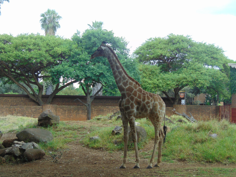 Zoo Pretoria 13