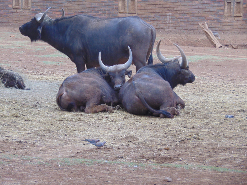 Zoo Pretoria 4