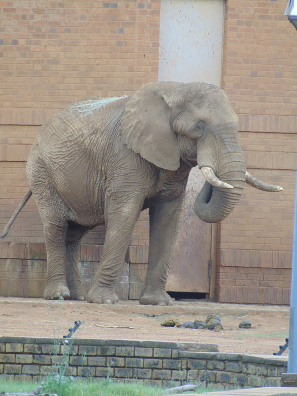 Zoo Pretoria 5