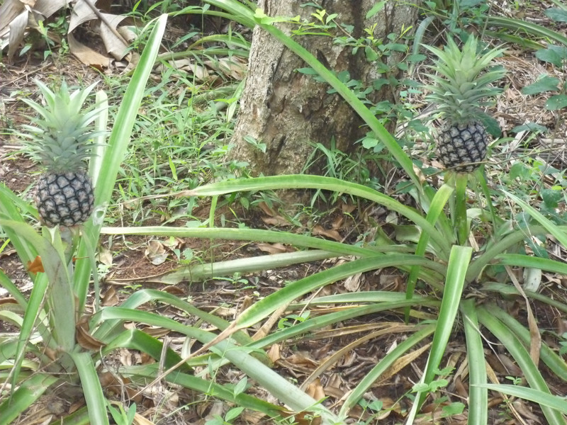 Stone Town, Spice tour - ananas