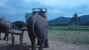 Excursion à Chiang Rai, Elephant Ride
