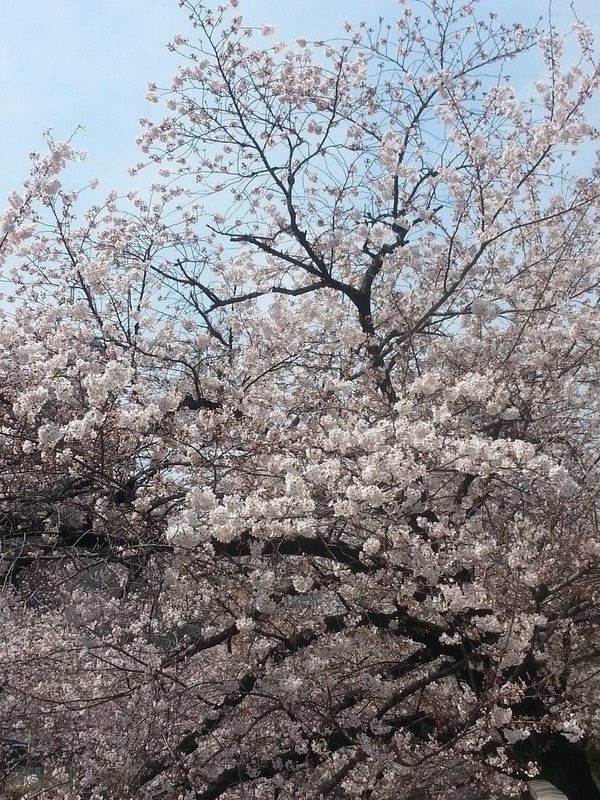 Floraison des cerisiers 2