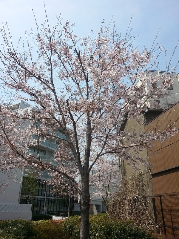 Floraison des cerisiers 6