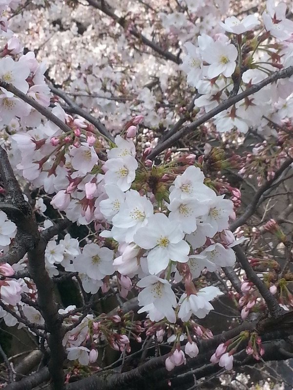 Floraison des cerisiers 5