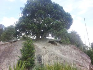 'Royal Botanic Gardens' de Sydney 19