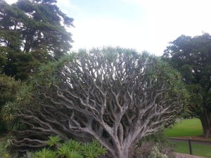 'Royal Botanic Gardens' de Sydney 22