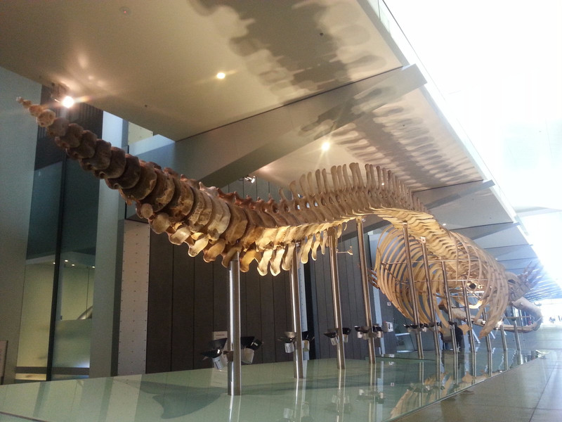 Melbourne Museum - dinosaures 1
