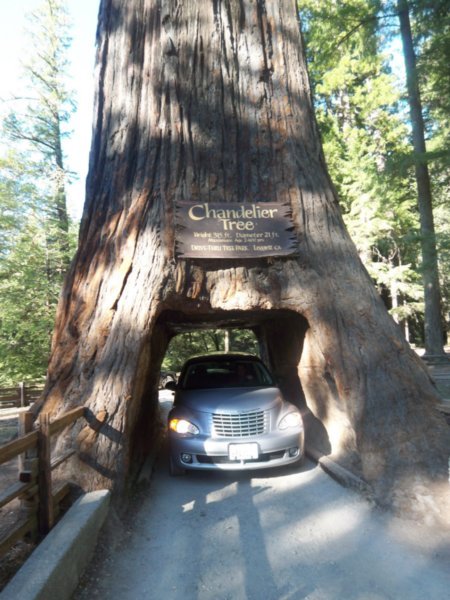 The Driving Tree
