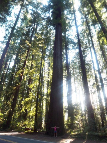 The Coastal Redwoods