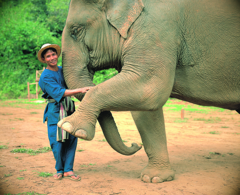 Elephant Camp, Chiang Rai, Thailand