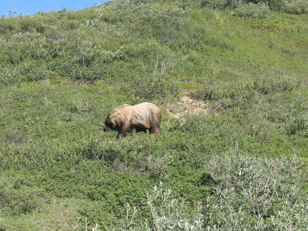 Grizzley in Denali