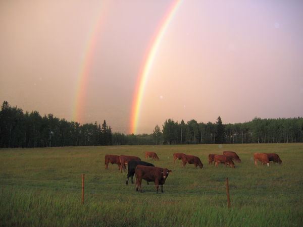 Cows in McBride, BC