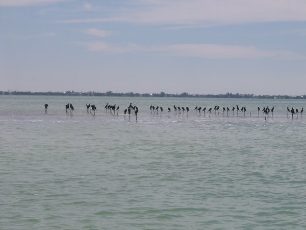 Cormorants on Sticks