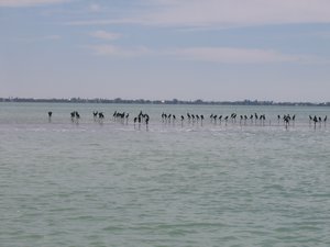 Cormorants on Sticks