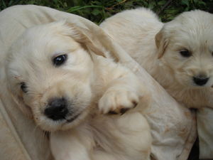 Puppies!!!