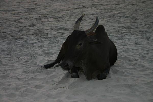 cow on the beach