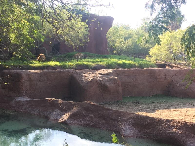 The lions overlooking the giraffes 