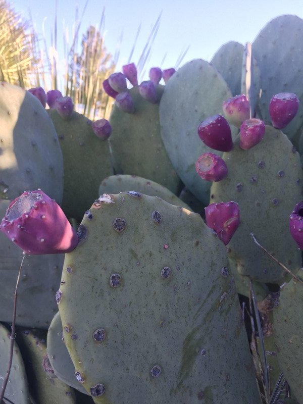 Lots of prickly pear! 