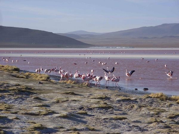 .. mit 100000 Flamingos