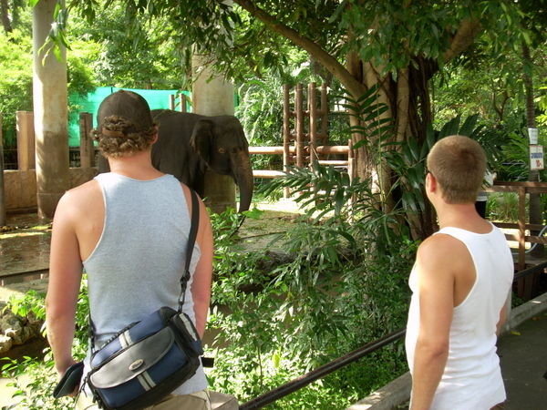 Walking with the Elephants