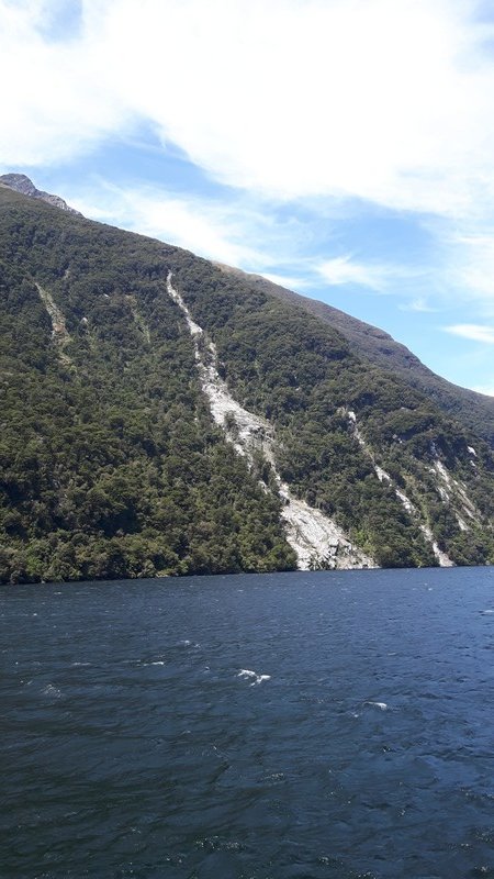A treeslide in Doubtful Sound