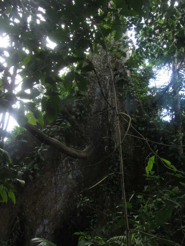 Ancient Jungle tree