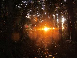 Sun setting through the Jungle