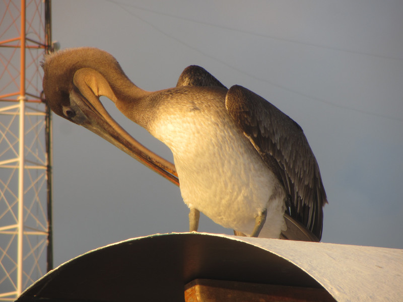 Handsome Pelican