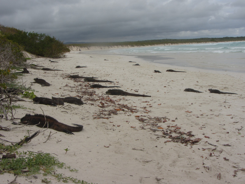 Playa Brava and it's many Marine Iguanas 
