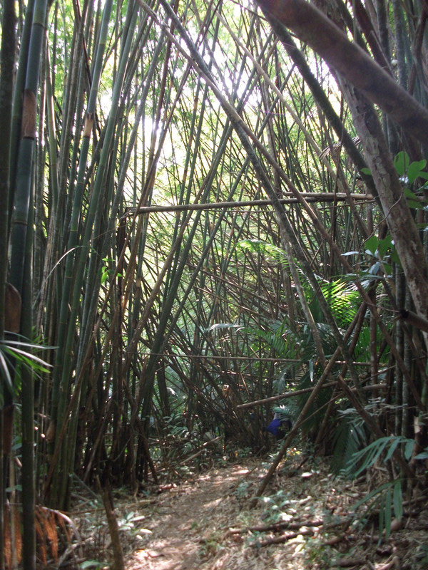 Bamboo walkways