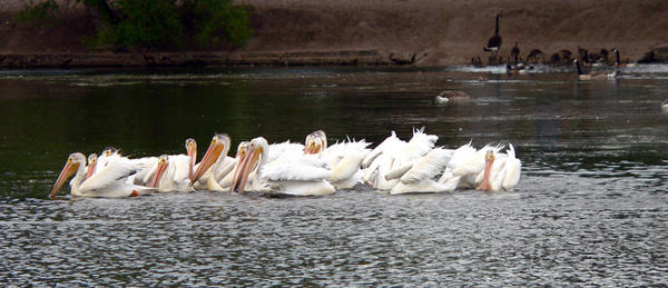 Pelicans in Cheyenne, Wyoming