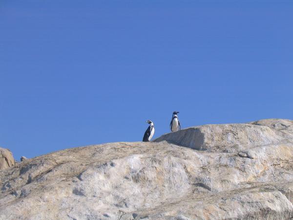 Peruvian Penguins